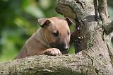 BULL TERRIER MINIATURE 226